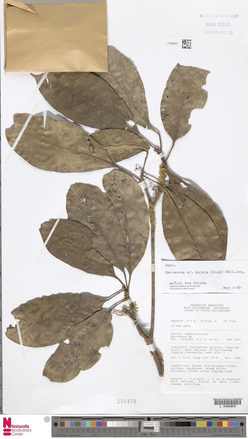 Baccaurea dulcis photo 2
