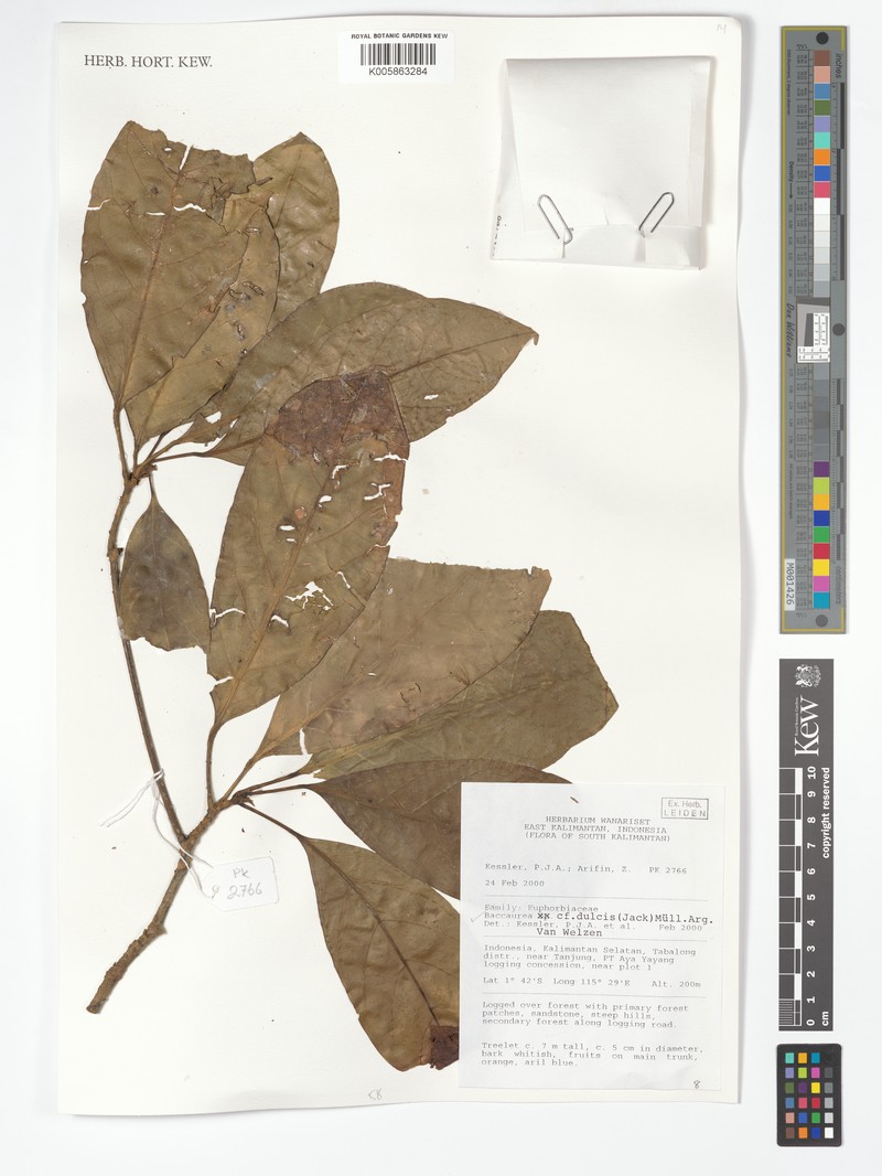 Baccaurea dulcis photo 3