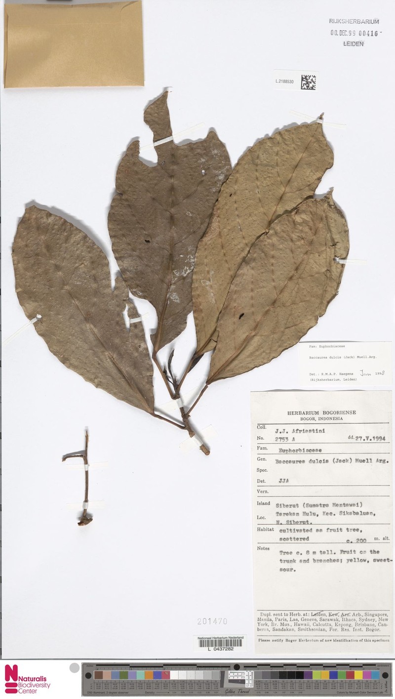 Baccaurea dulcis photo 4