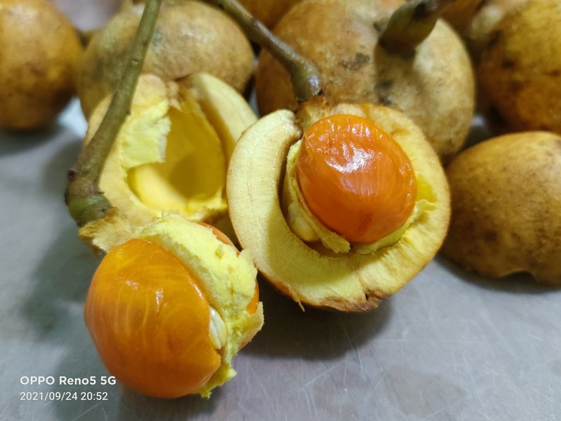 Baccaurea edulis photo 2