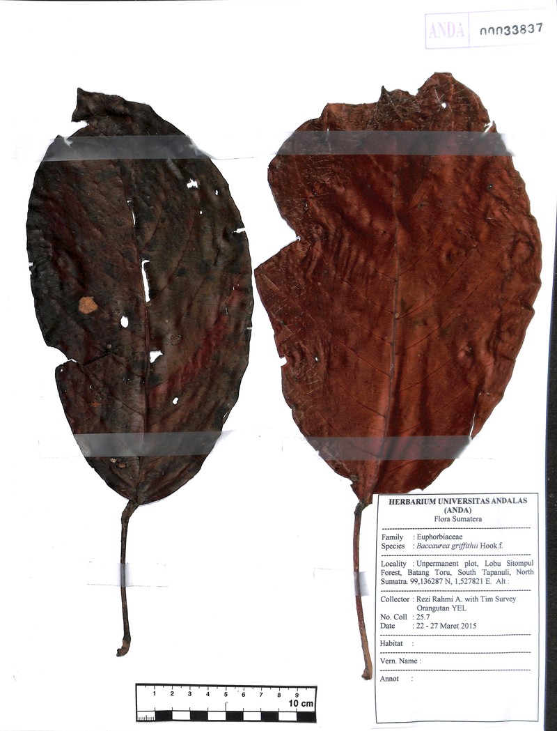 Baccaurea edulis photo 3