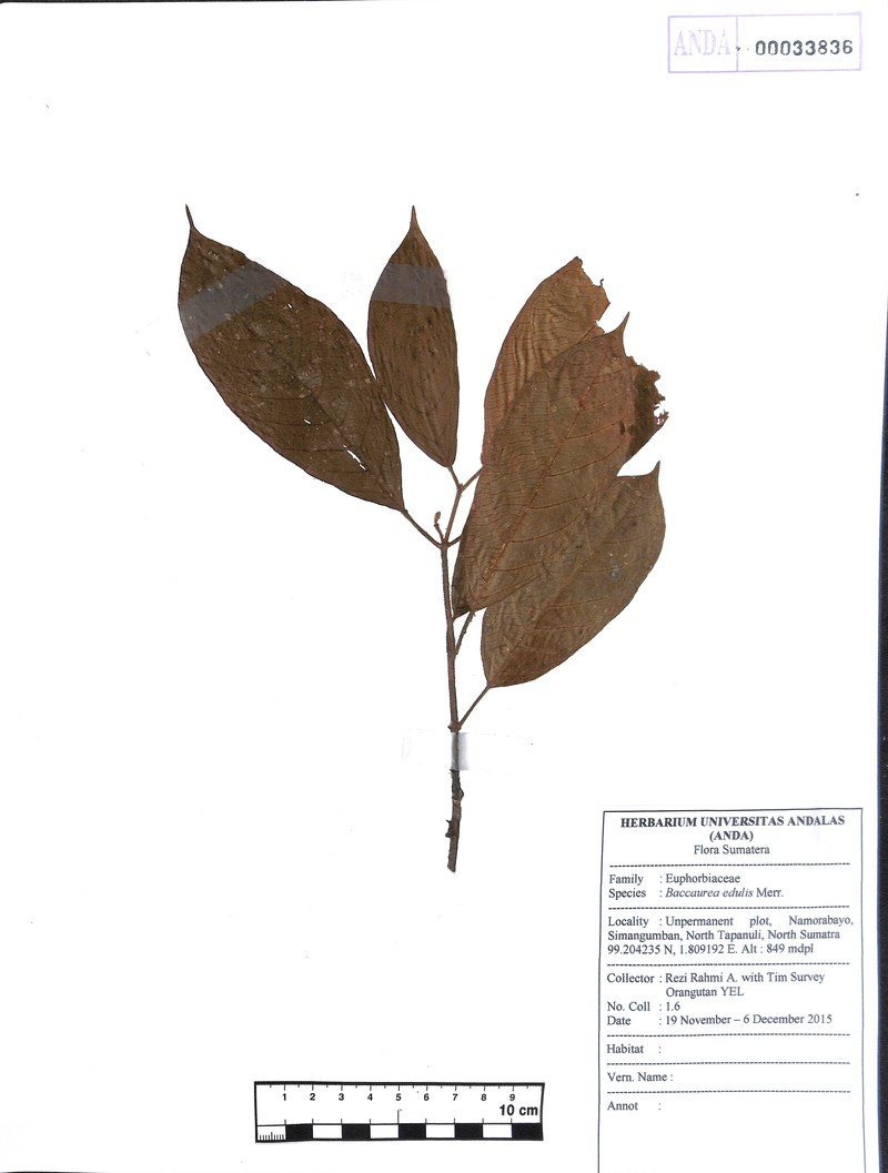 Baccaurea edulis photo 4