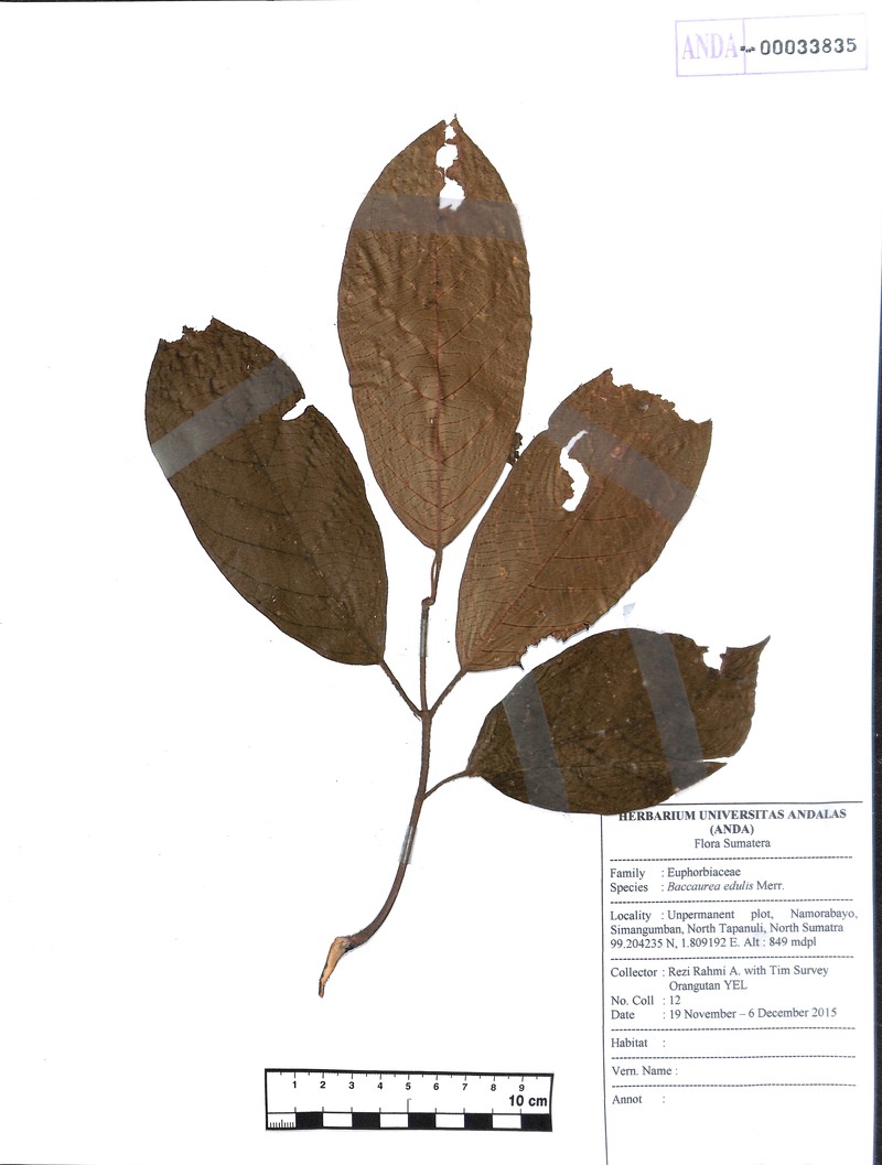Baccaurea edulis photo 5