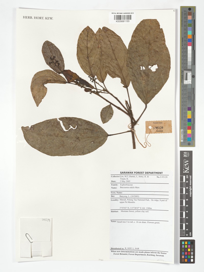 Baccaurea edulis photo 6