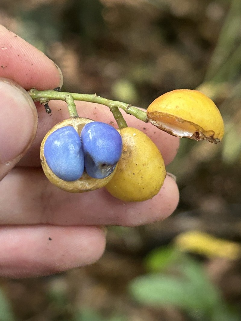 Baccaurea javanica