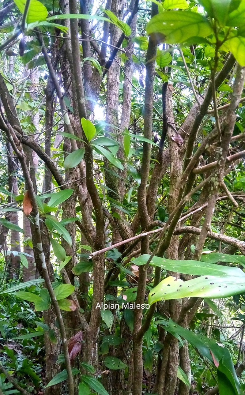 Baccaurea javanica photo 2