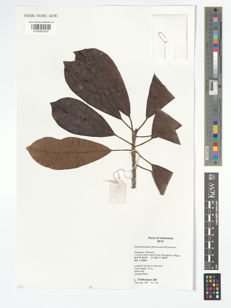 Baccaurea javanica photo 3
