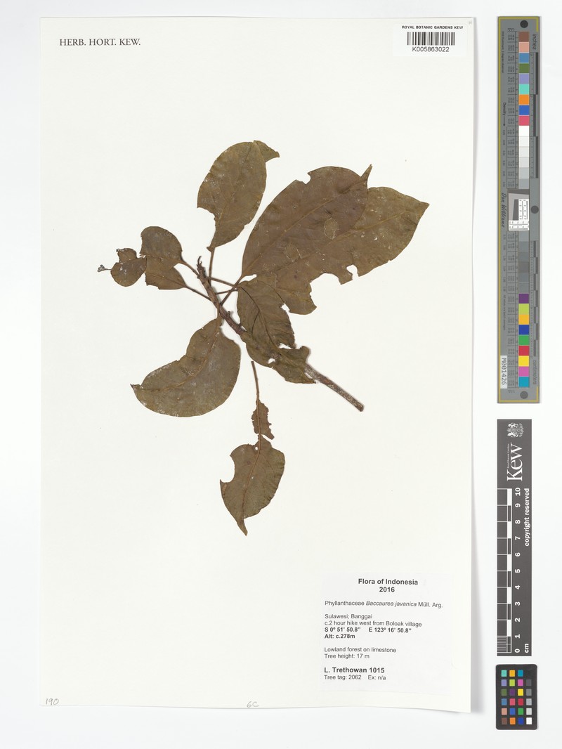 Baccaurea javanica photo 4