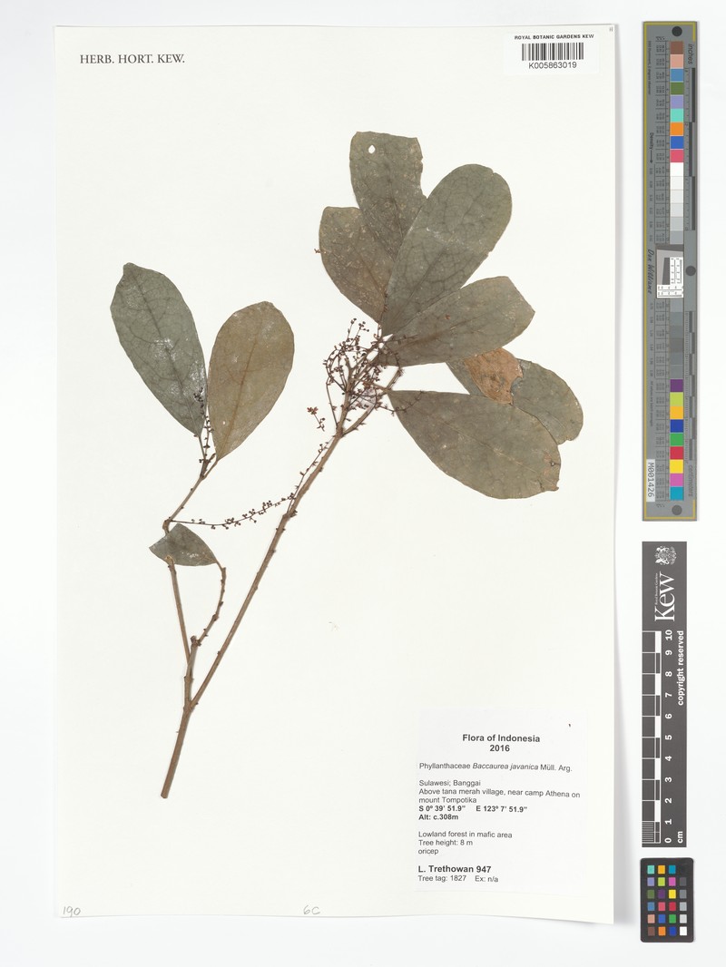 Baccaurea javanica photo 5