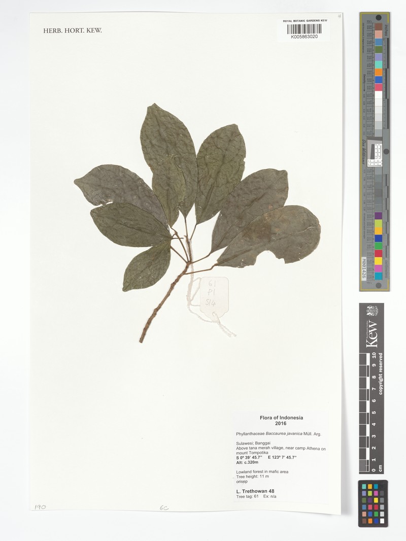 Baccaurea javanica photo 6