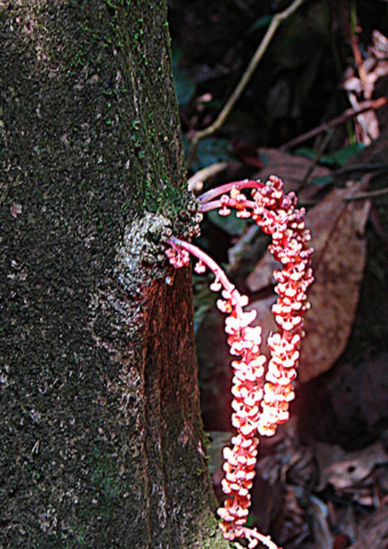Baccaurea lanceolata
