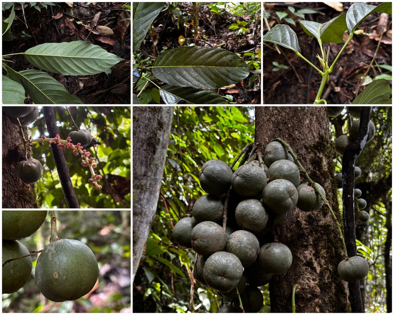 Baccaurea lanceolata photo 2