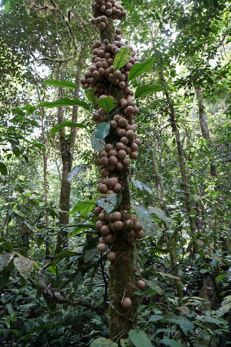 Baccaurea lanceolata photo 3