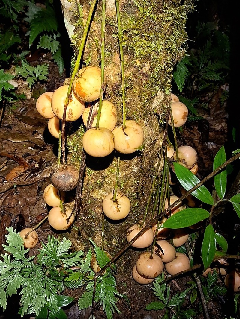 Baccaurea lanceolata photo 4
