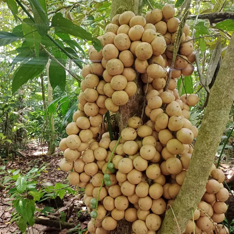 Baccaurea lanceolata photo 5