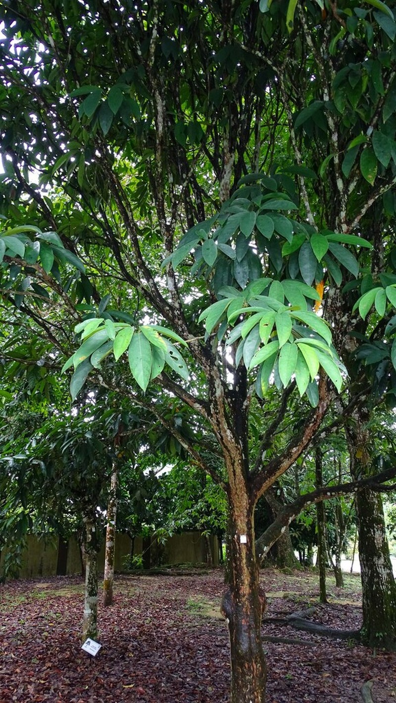 Baccaurea lanceolata photo 6