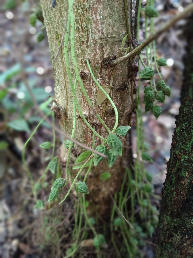 Baccaurea lanceolata photo 7