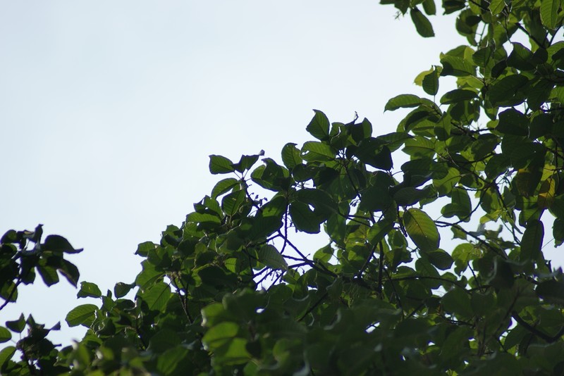 Baccaurea macrocarpa