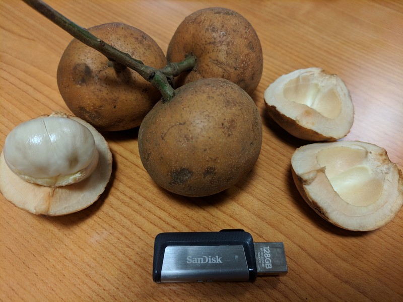 Baccaurea macrocarpa photo 2