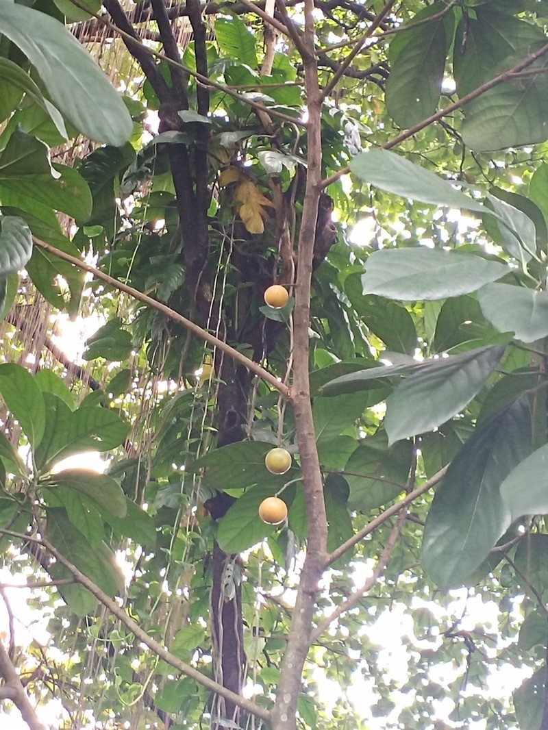 Baccaurea macrocarpa photo 3