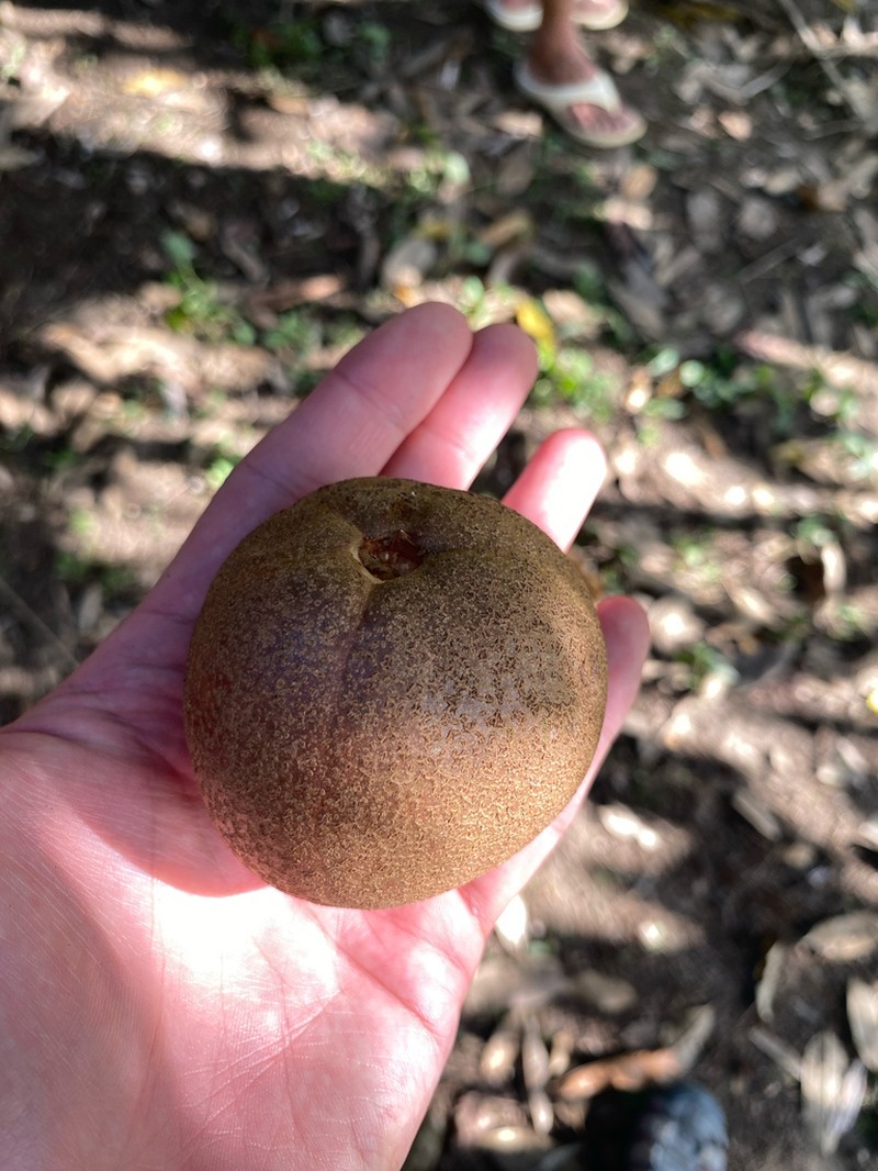 Baccaurea macrocarpa photo 4