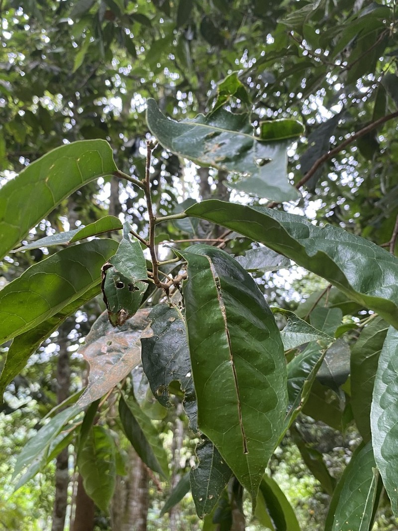 Baccaurea macrocarpa photo 5
