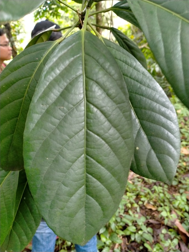 Baccaurea macrocarpa photo 6