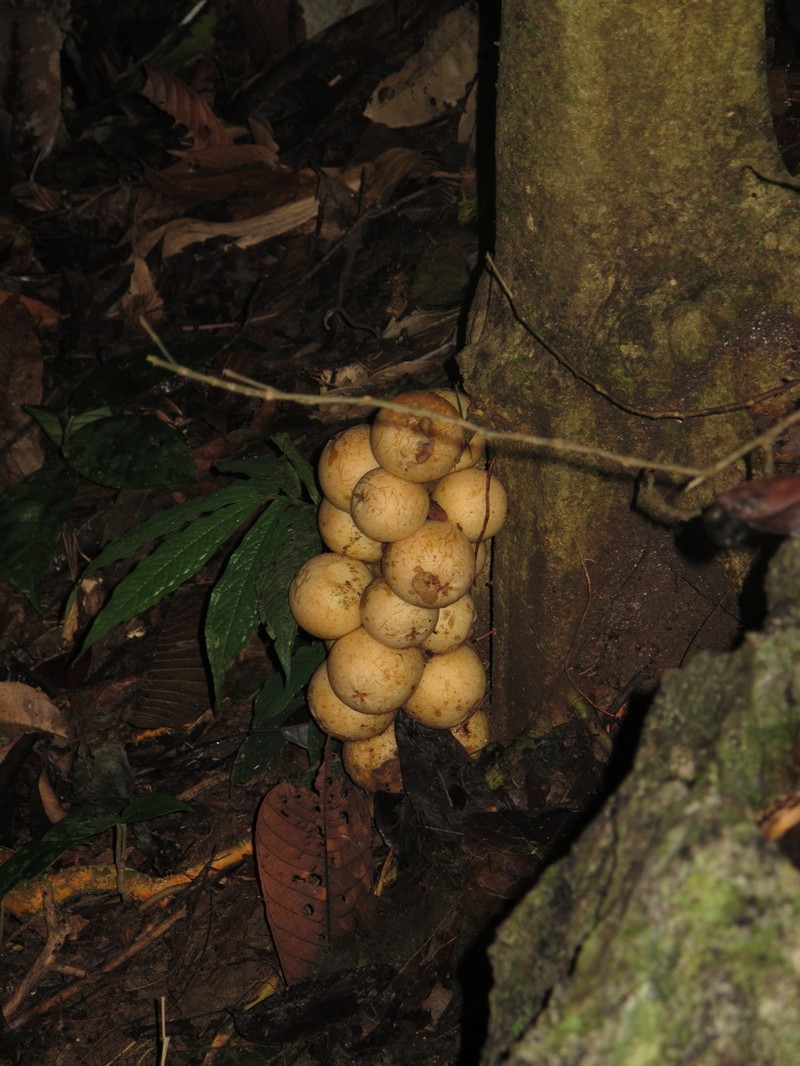 Baccaurea macrocarpa photo 7
