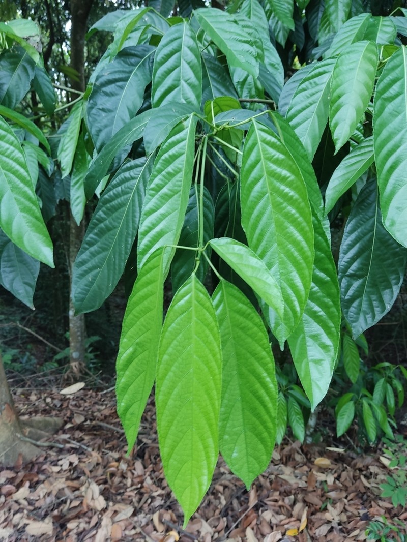 Baccaurea macrophylla photo 2
