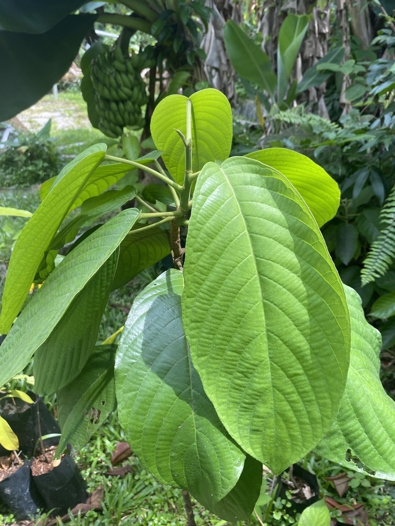 Baccaurea macrophylla photo 3