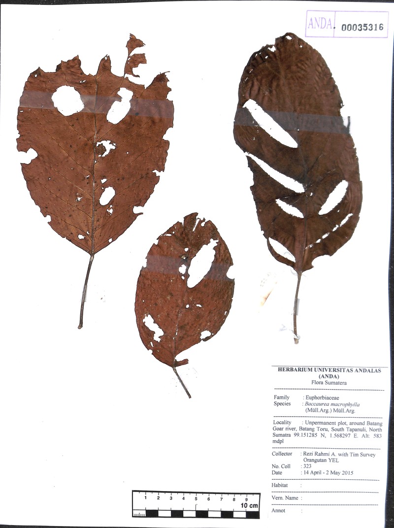 Baccaurea macrophylla photo 4