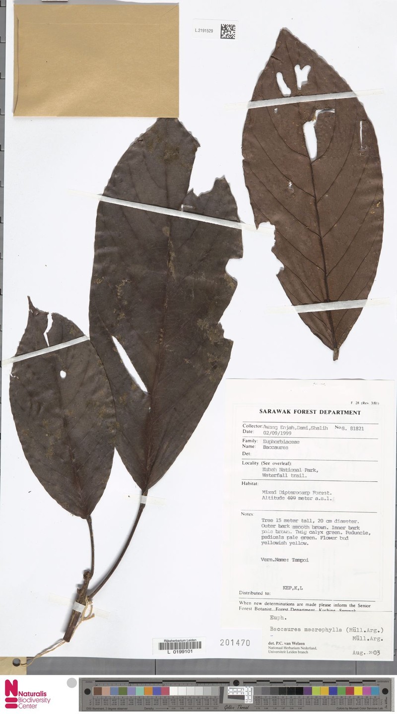 Baccaurea macrophylla photo 5