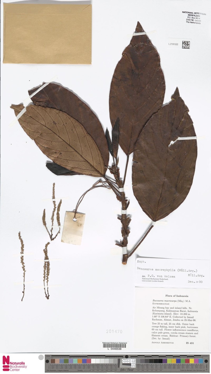 Baccaurea macrophylla photo 6