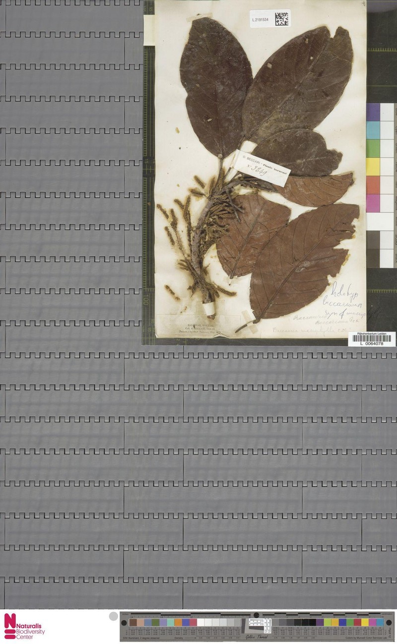 Baccaurea macrophylla