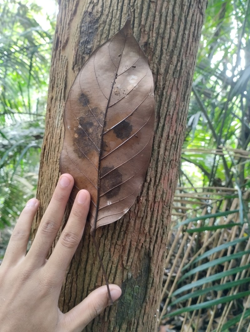 Baccaurea maingayi