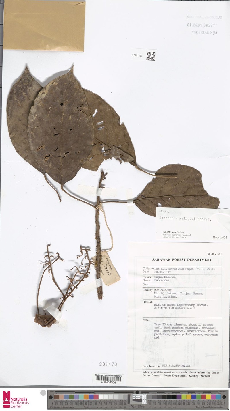 Baccaurea maingayi photo 2