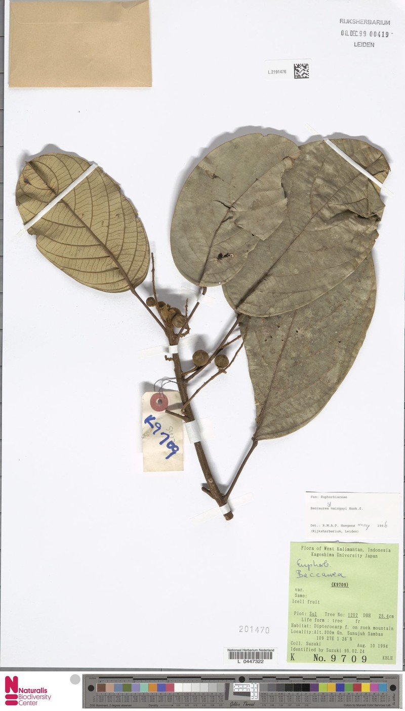 Baccaurea maingayi photo 3