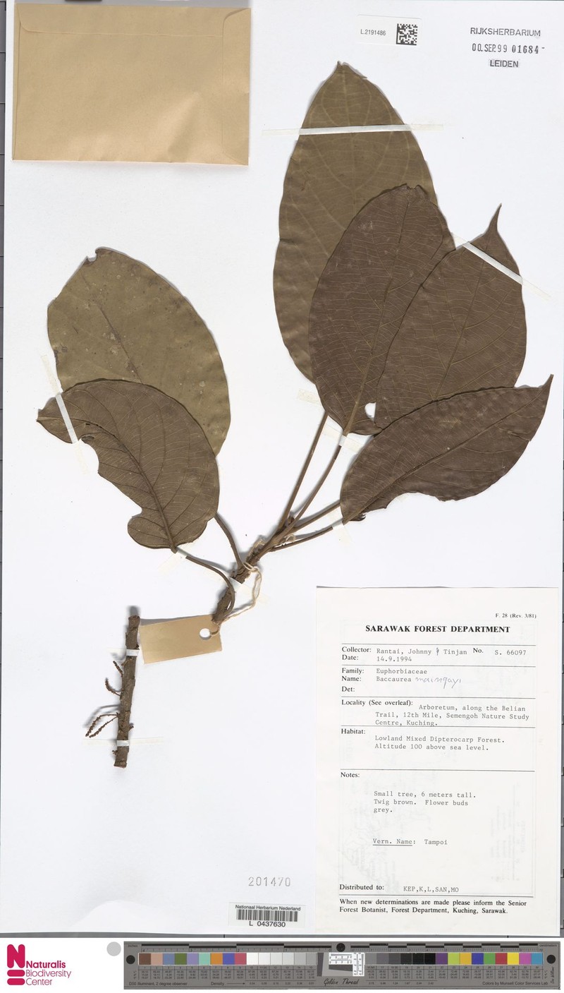 Baccaurea maingayi photo 4