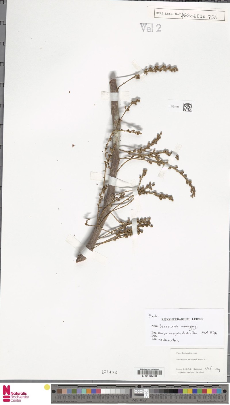 Baccaurea maingayi photo 5
