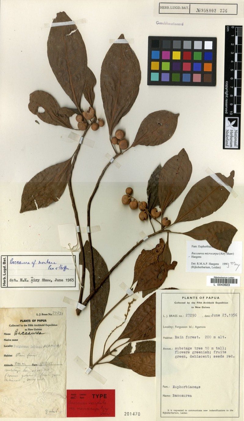 Baccaurea microcarpa