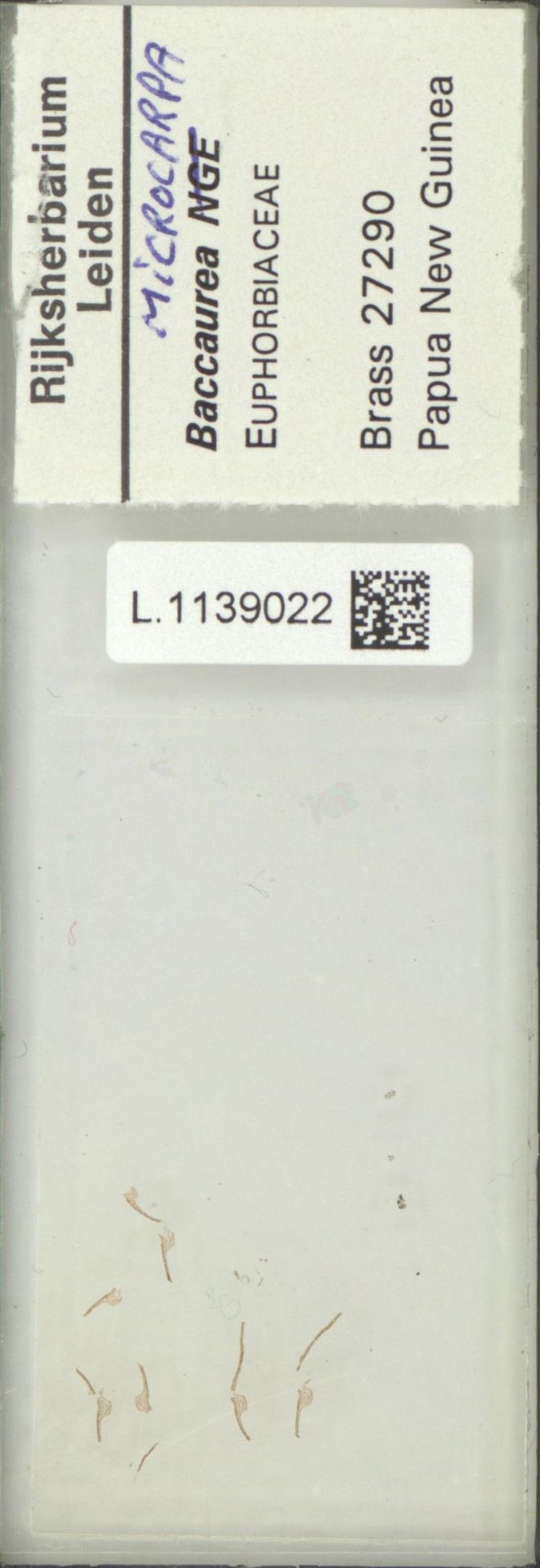 Baccaurea microcarpa photo 2