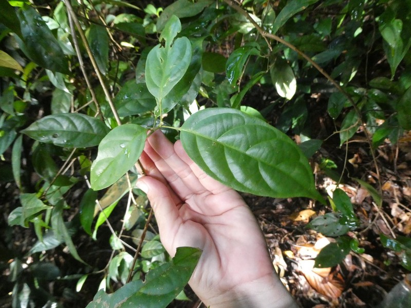 Baccaurea minor
