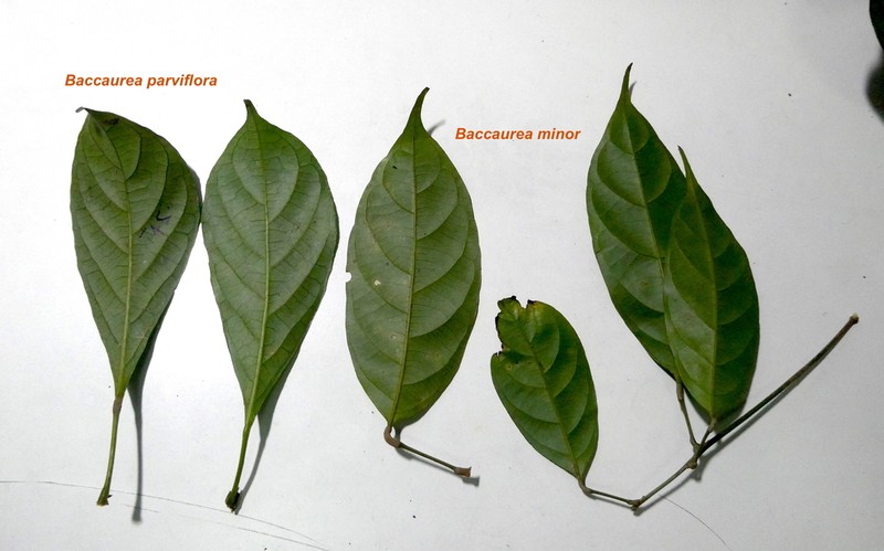 Baccaurea minor photo 2