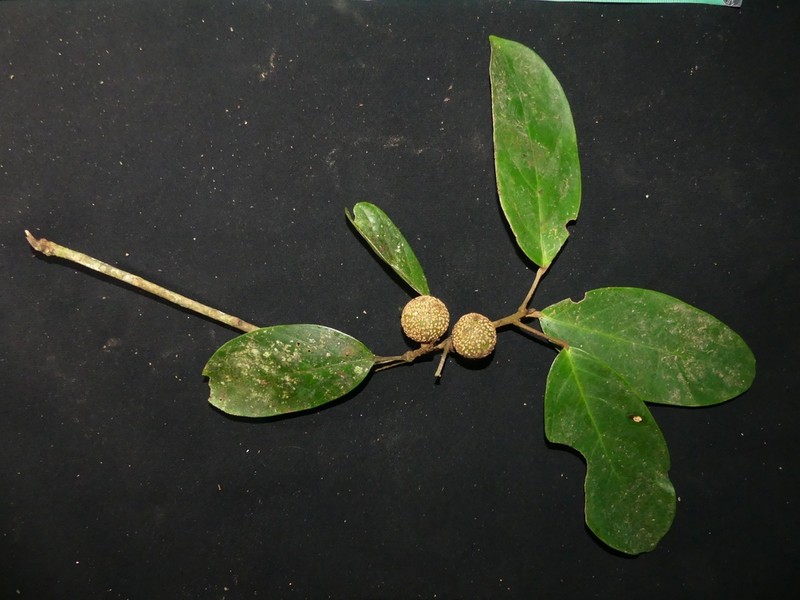 Baccaurea minor photo 3