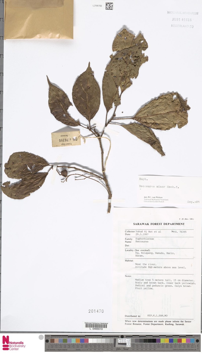 Baccaurea minor photo 4