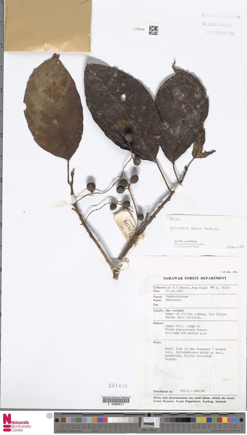 Baccaurea minor photo 5