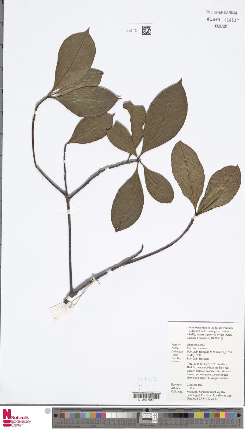 Baccaurea minor photo 6