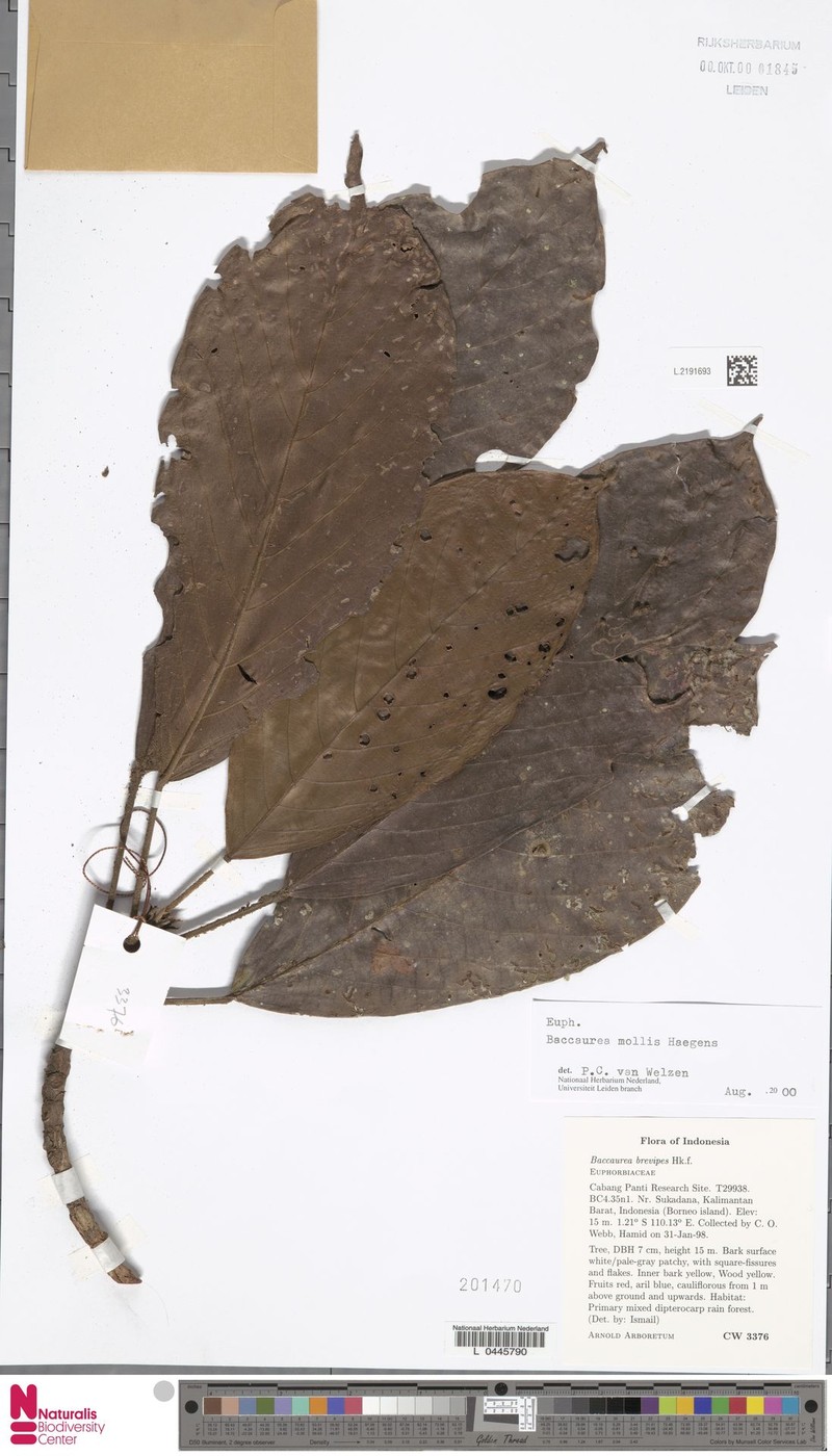 Baccaurea mollis