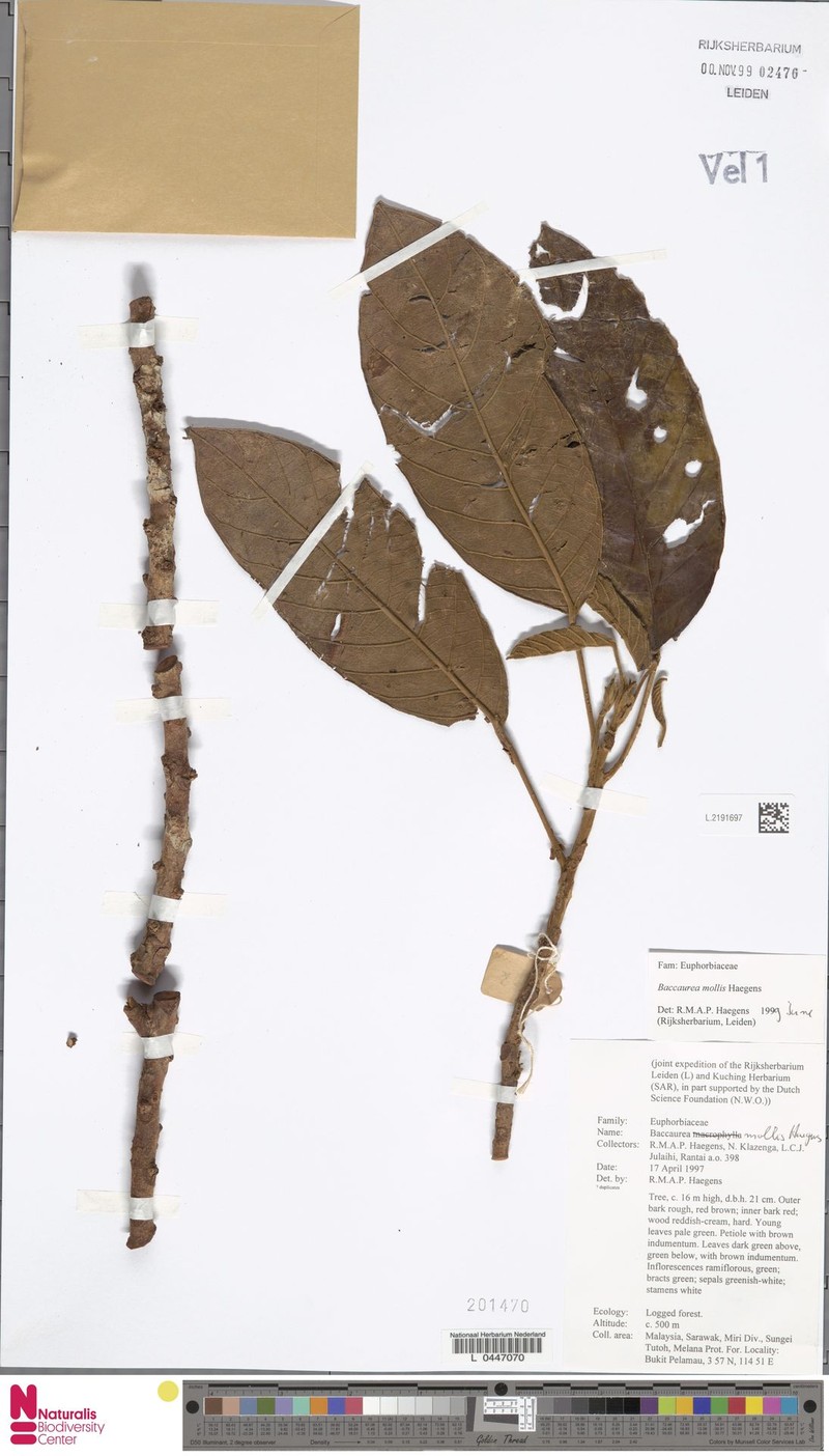 Baccaurea mollis photo 2