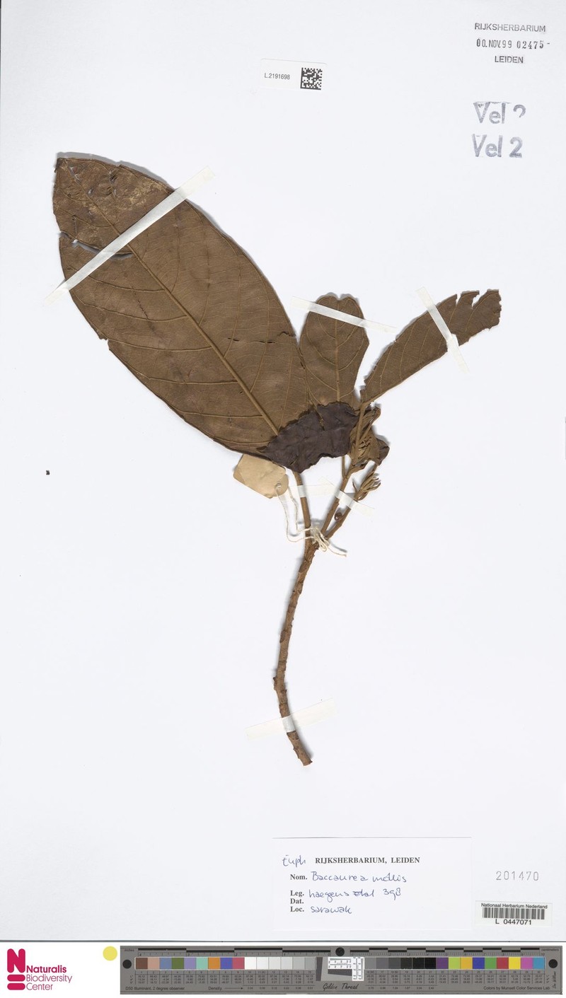Baccaurea mollis photo 3